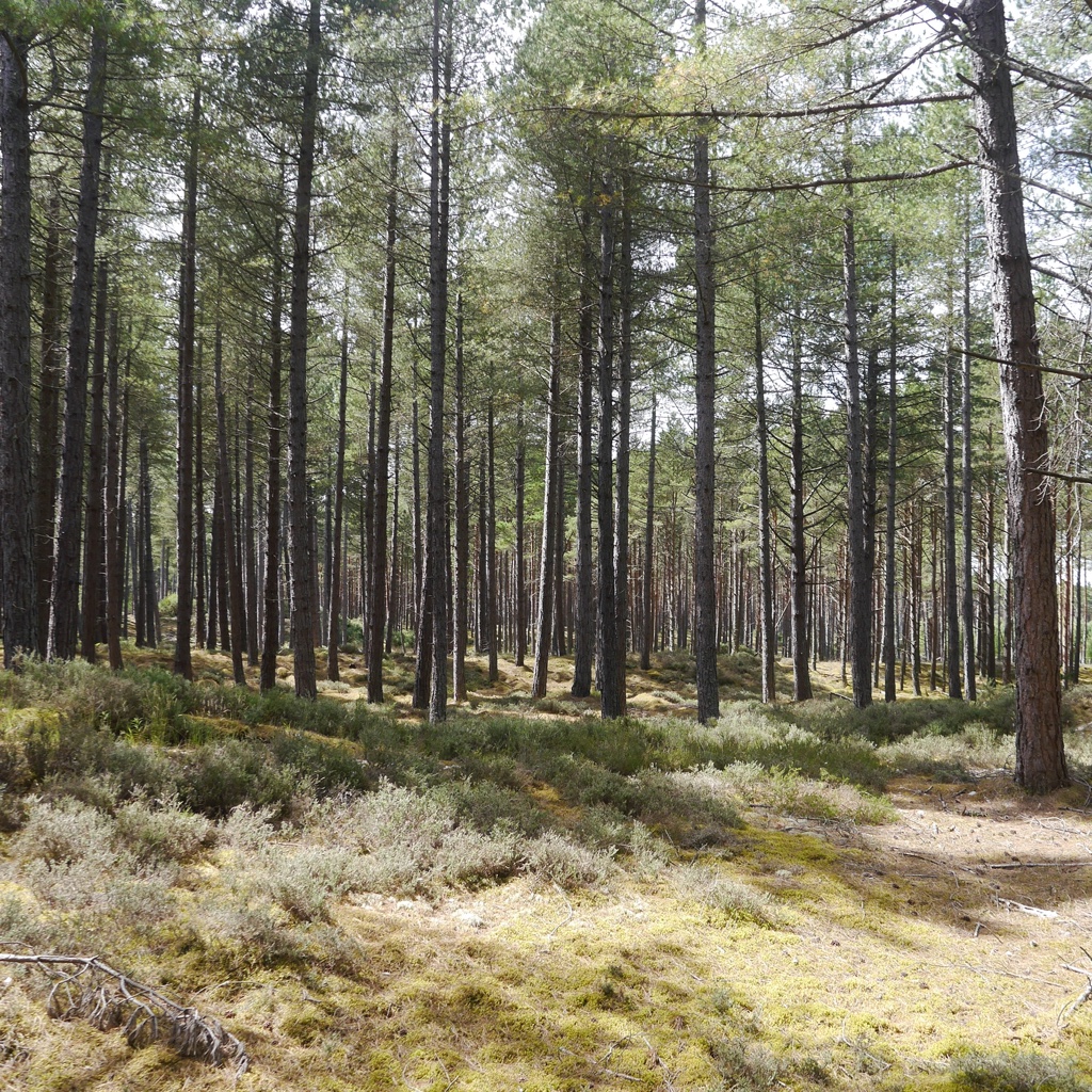 Lossie Forest - cc-by-sa/2.0 - © Richard Webb (https://geograph.org.uk/p/6619484)